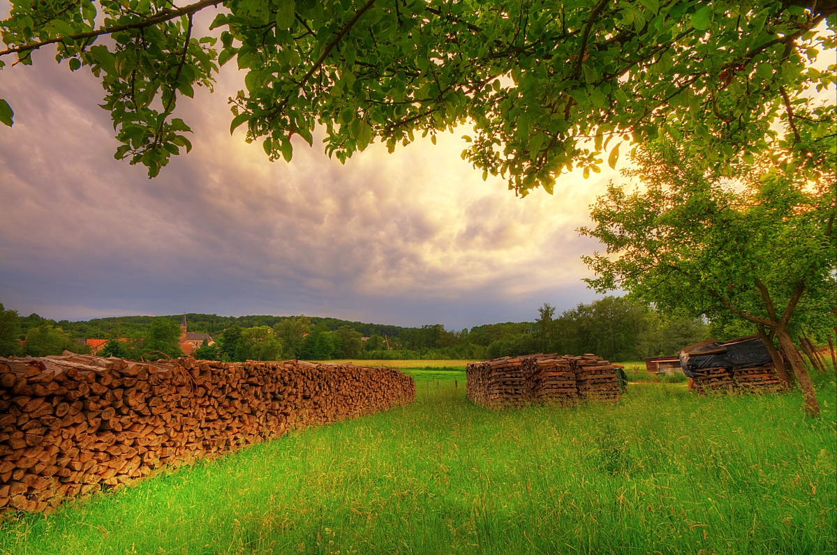Summer, meadow, grass, branches, wood
