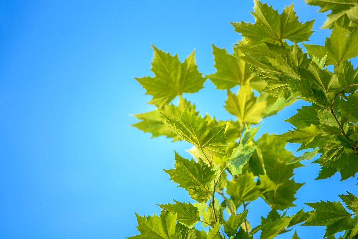Summer sky maple leaf 6k picture