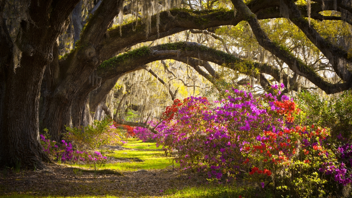 Summer trees nature landscape flowers