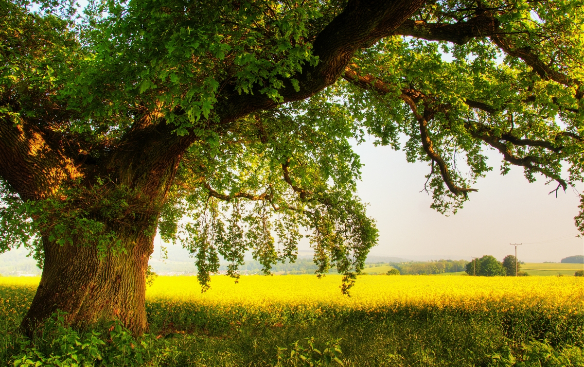 Summer tree nature rape flower farmer