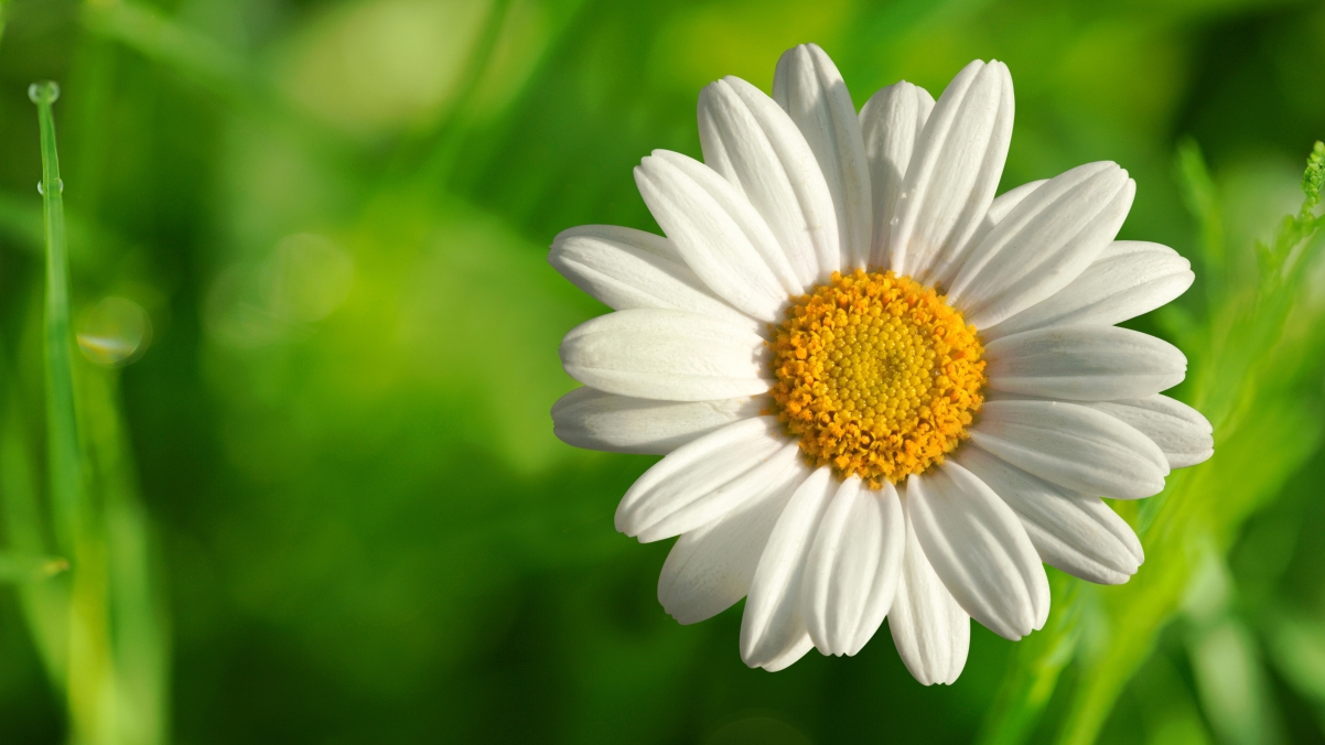 Summer White Daisy Flower 4K Wallpaper