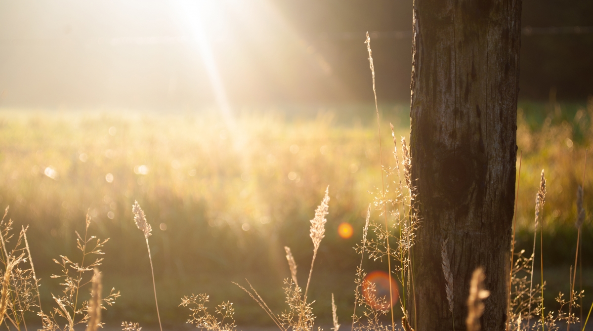 Summer field sunny meadow 4k landscape