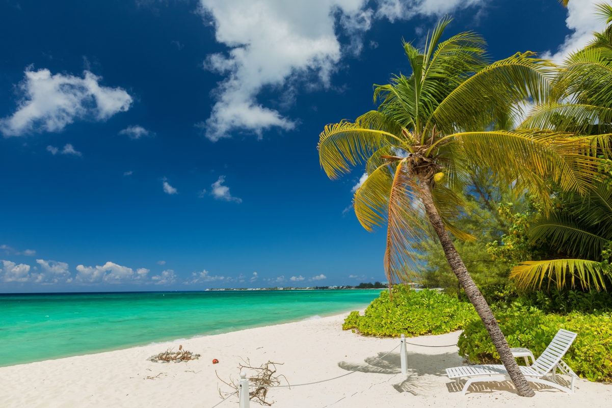 Summer beach seaside palm trees landscape