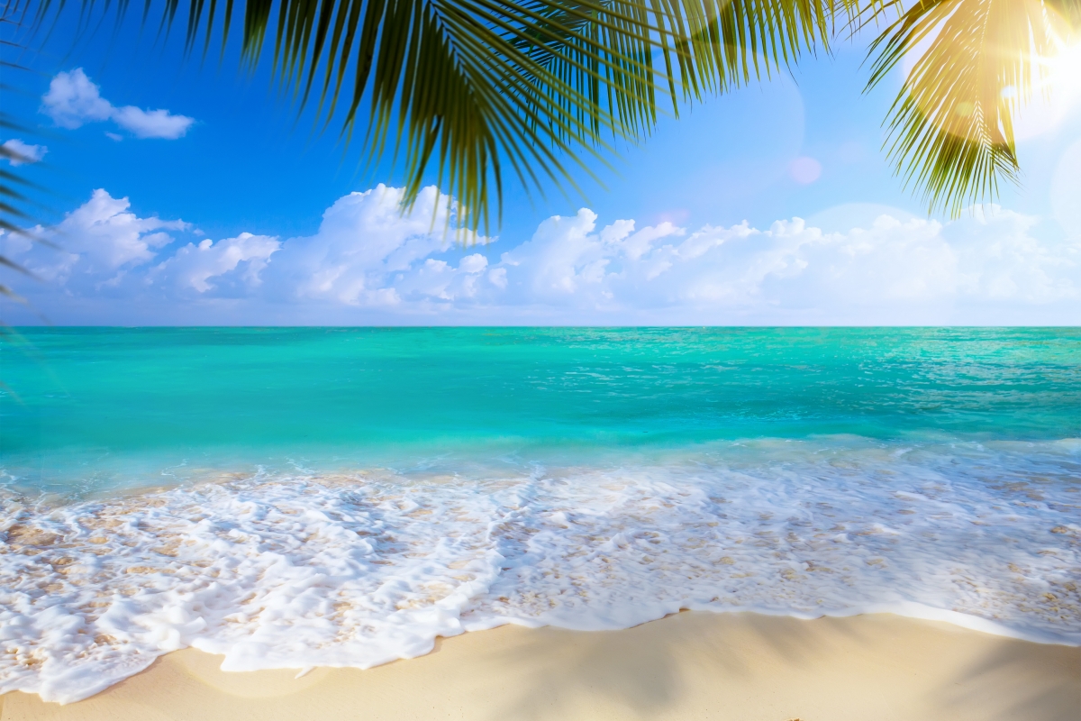 Summer beach palm tree sea