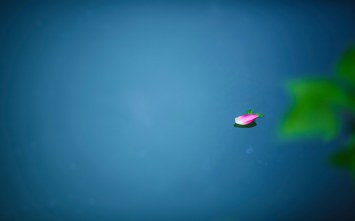 Summer lotus photography pictures