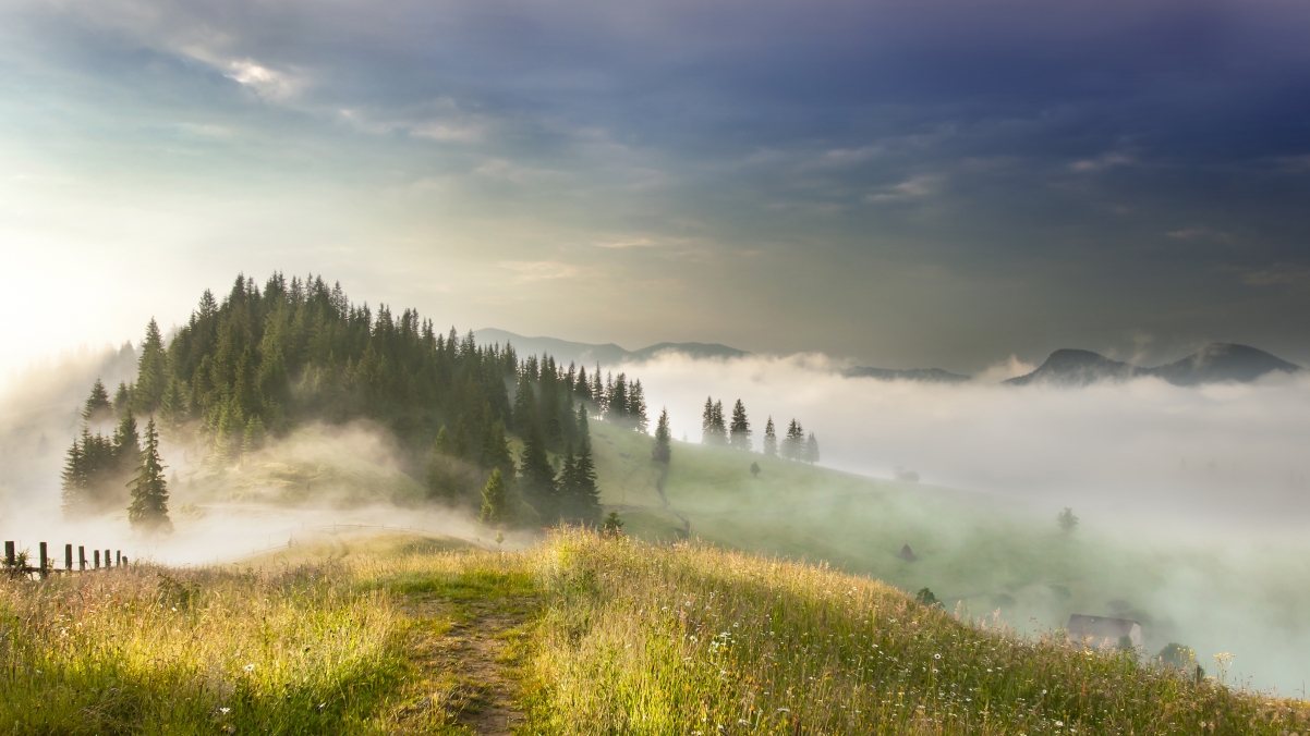 Fog sun mountain forest 4K landscape