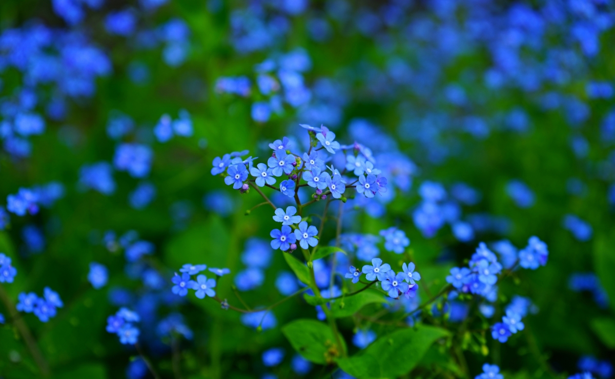 Forget-me-not hd 4k wallpaper