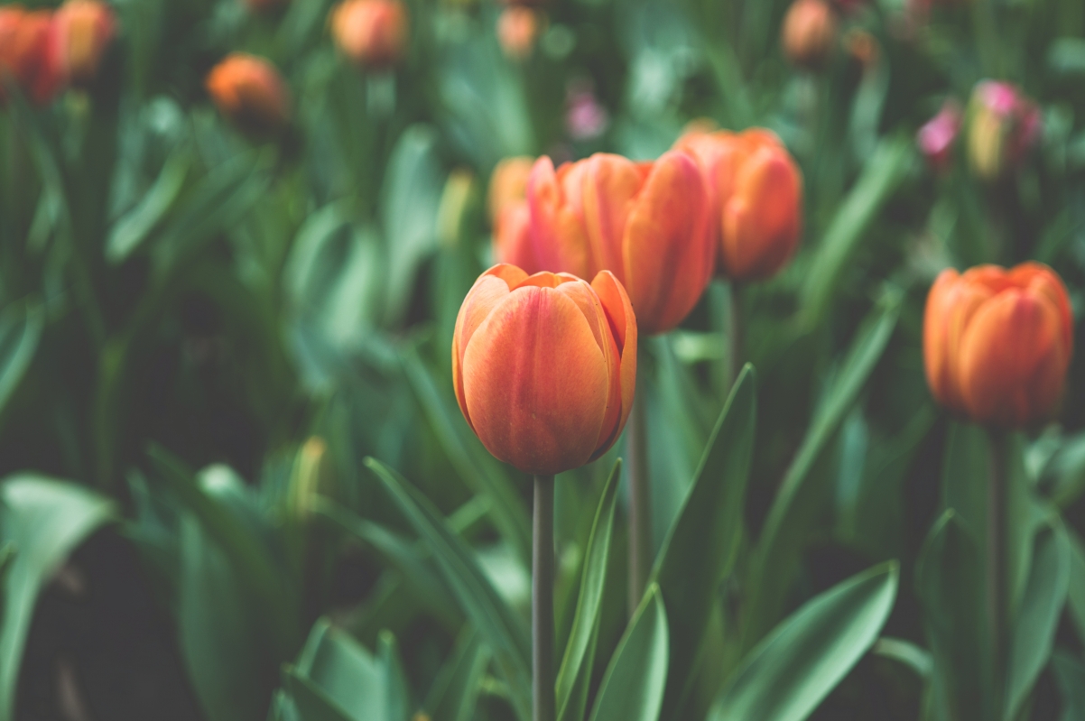 Beautiful Tulip 4K Wallpaper