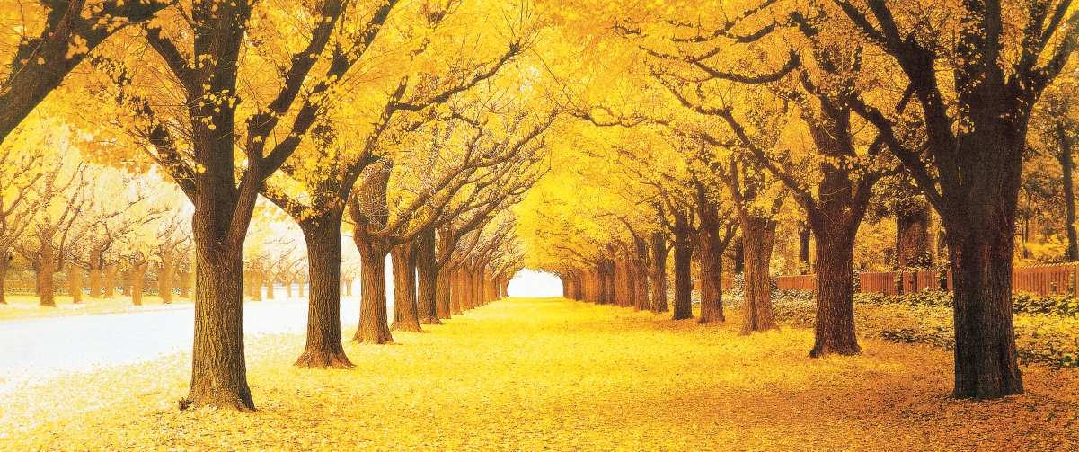 Beautiful and romantic golden autumn scenery 3440x1