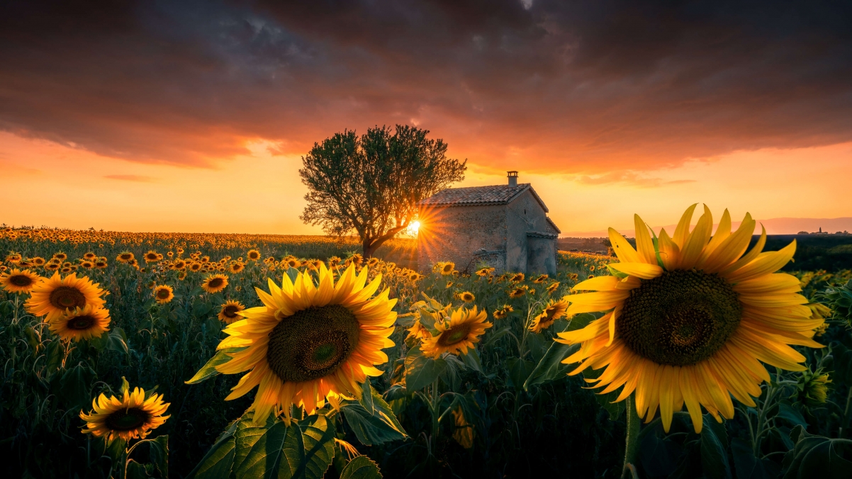 Microsoft Windows 10 Sunflower Wind