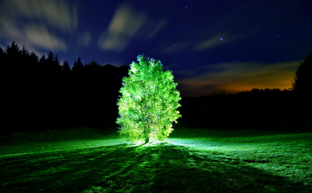 Beautiful 4K landscape of tree light at night