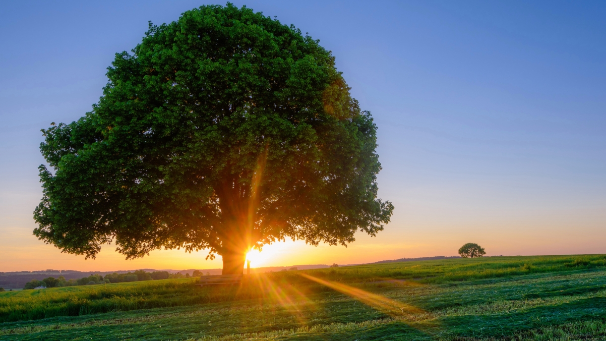 Sky Grass Tree Sunshine Landscape 4k High