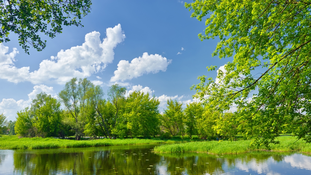 Sky, clouds, trees, grass, green