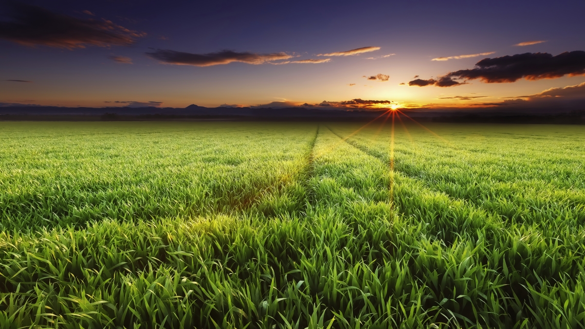 Sky, clouds, sunset, sunlight, field