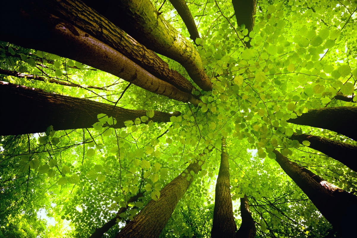 Sky, tree, trunk, green leaves,