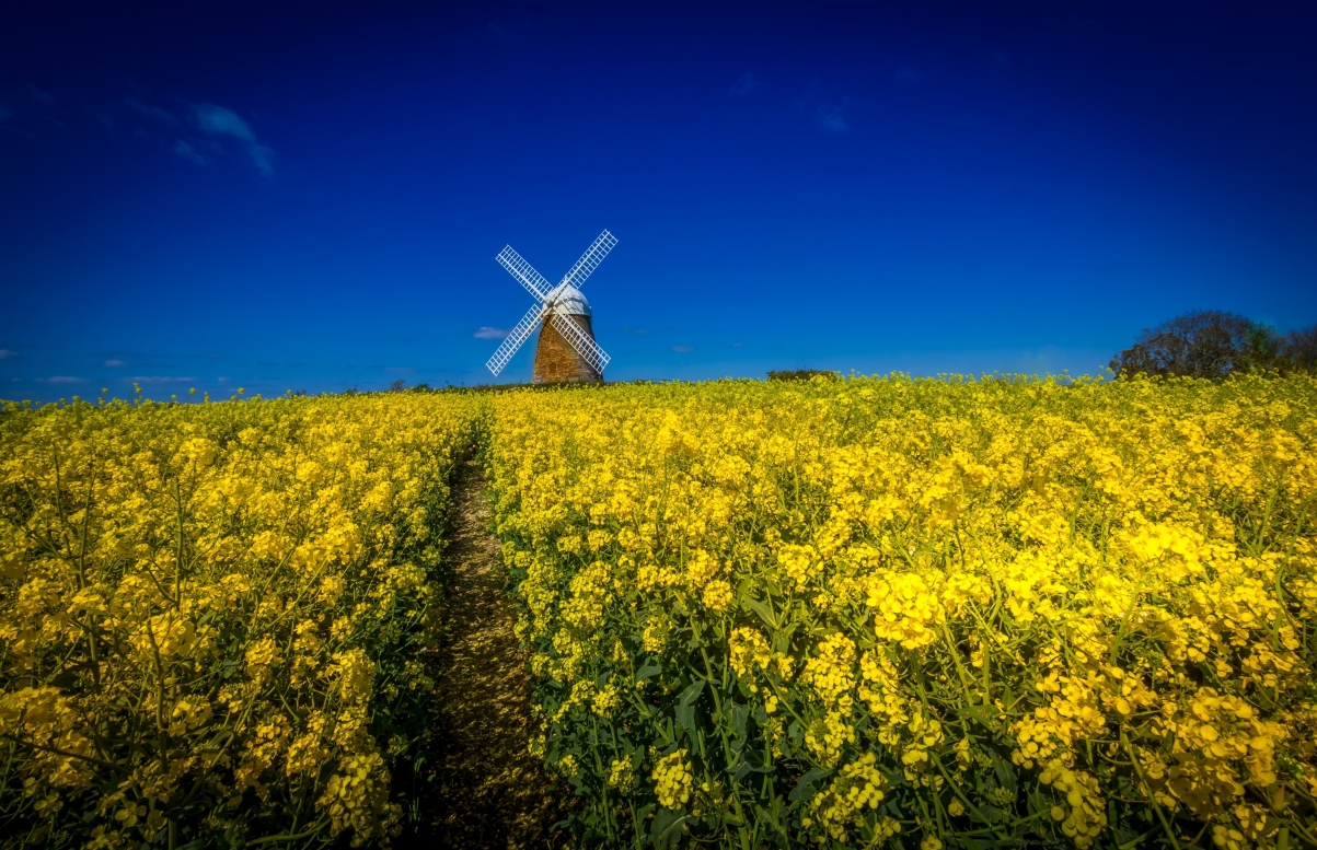 Sky flowers rape flower mill