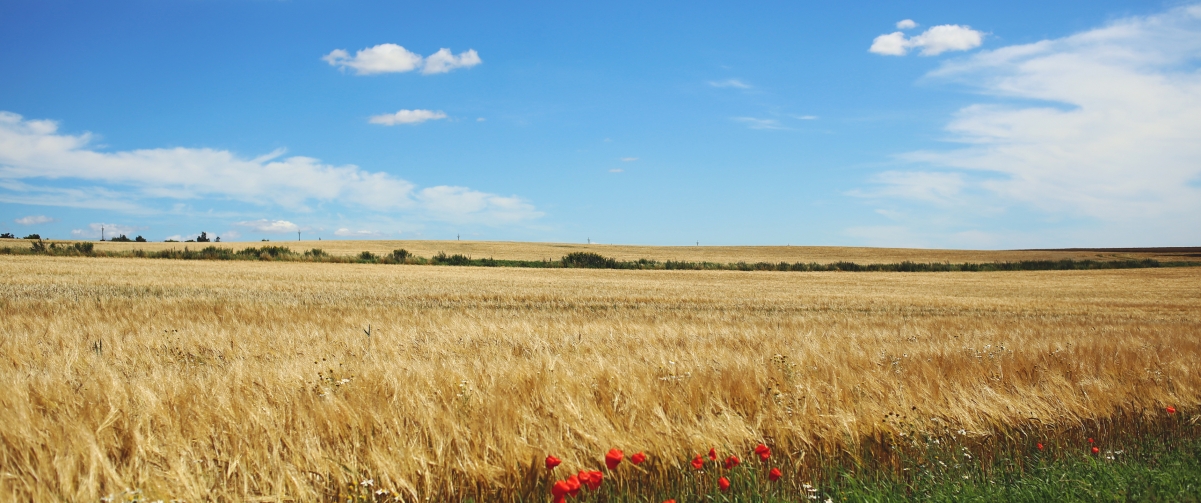 Sky wheat field 3440x1440 landscape