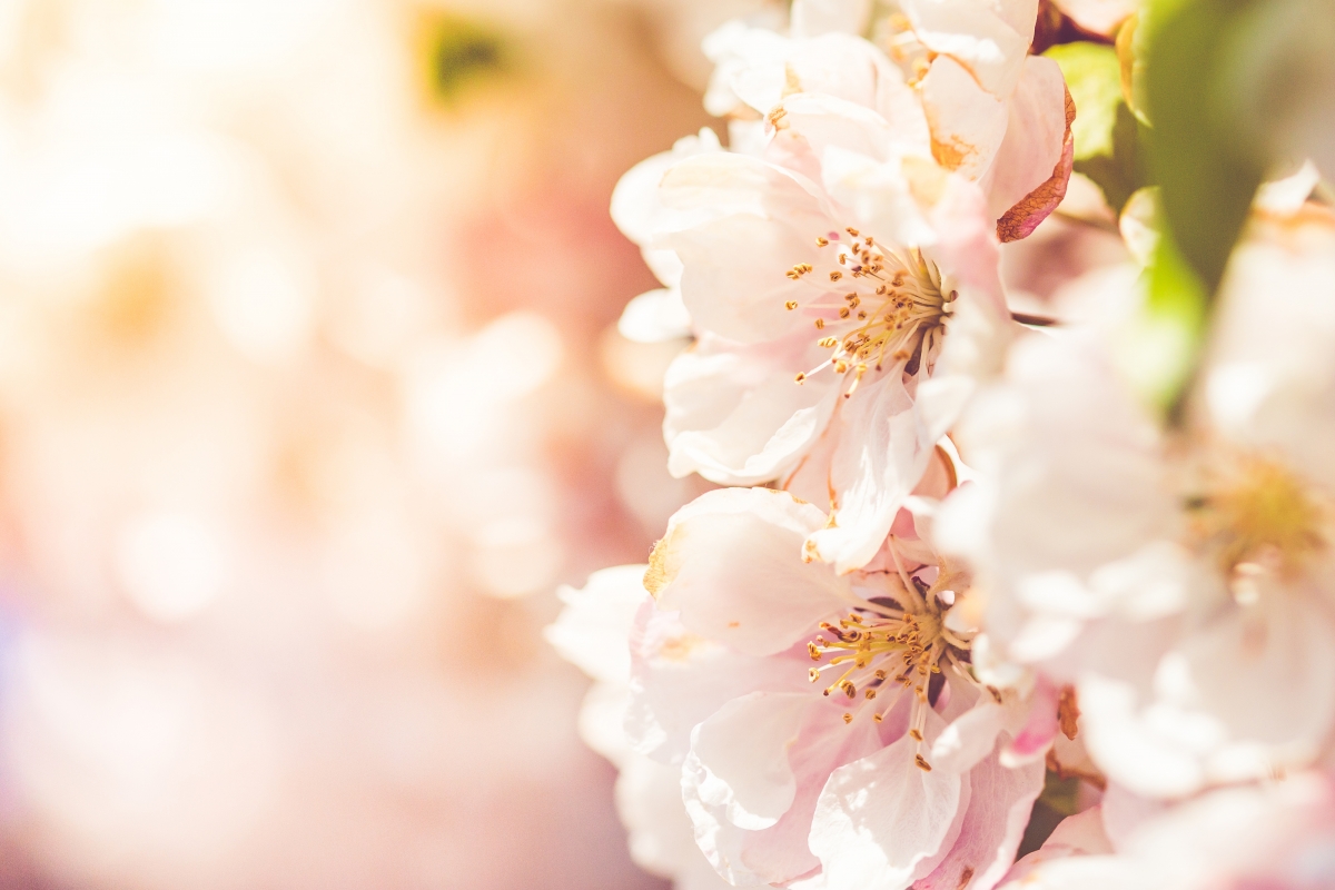 Peach blossom 4k picture