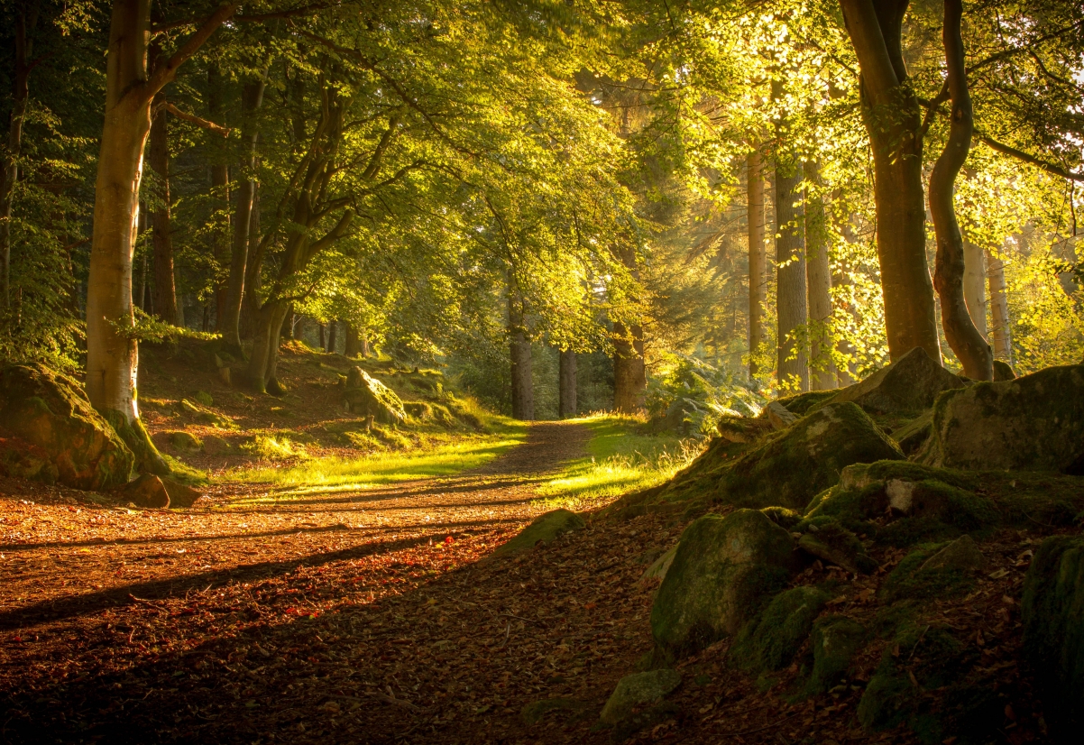 Scotland autumn road forest