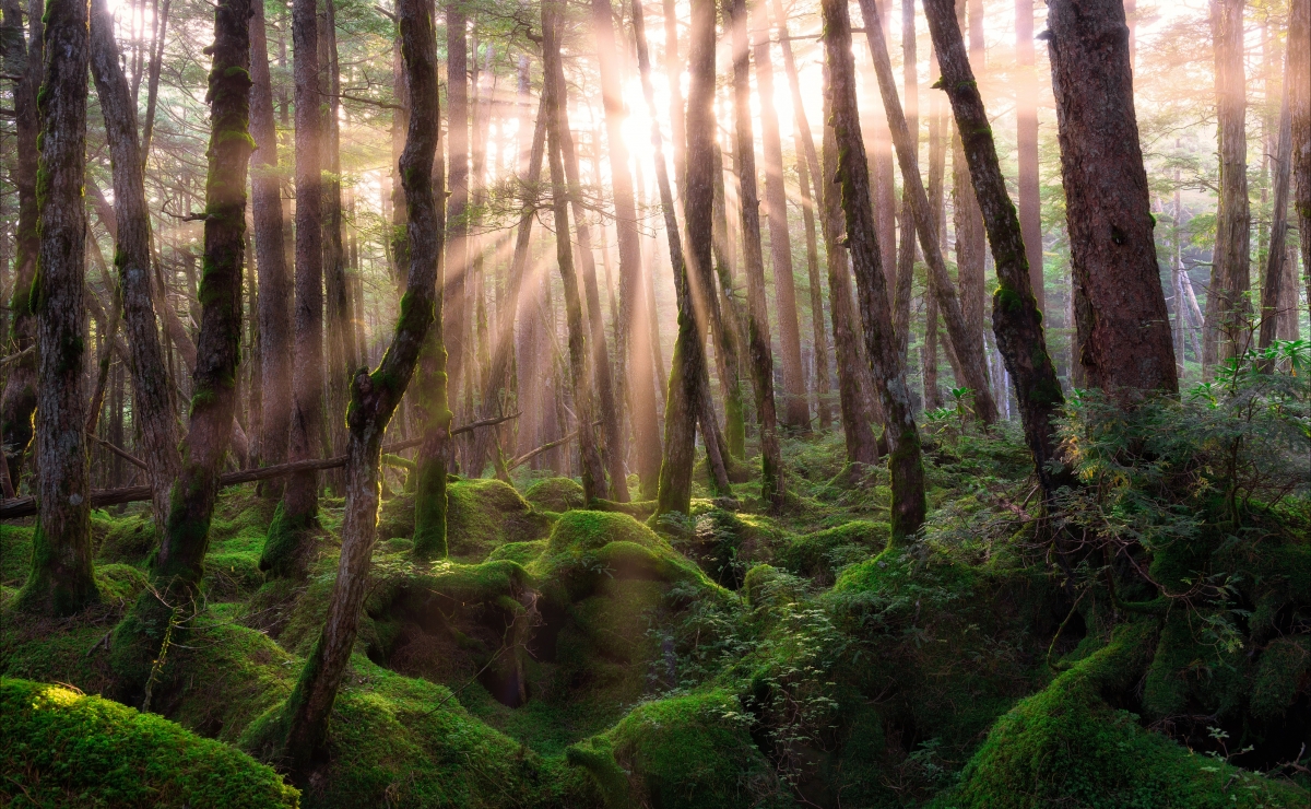 Pine forest sunrise hd 4k landscape desktop