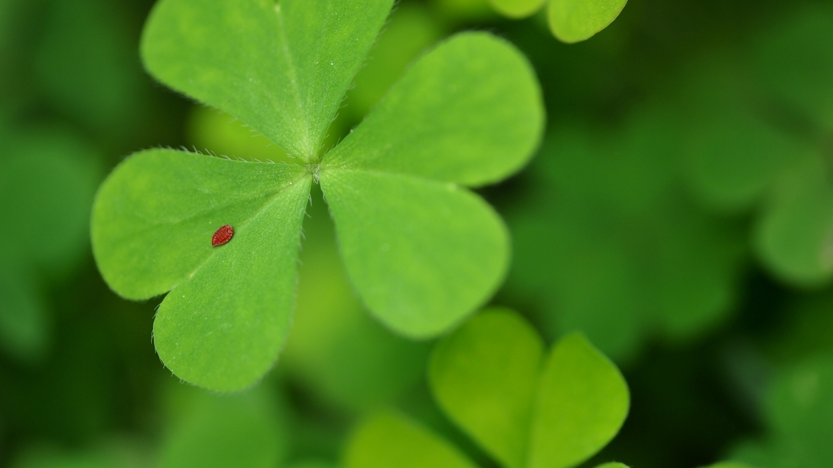 Four-leaf clover 4k wallpaper eye protection