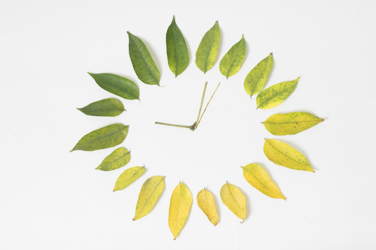 Four seasons changing leaves 4K wallpaper map