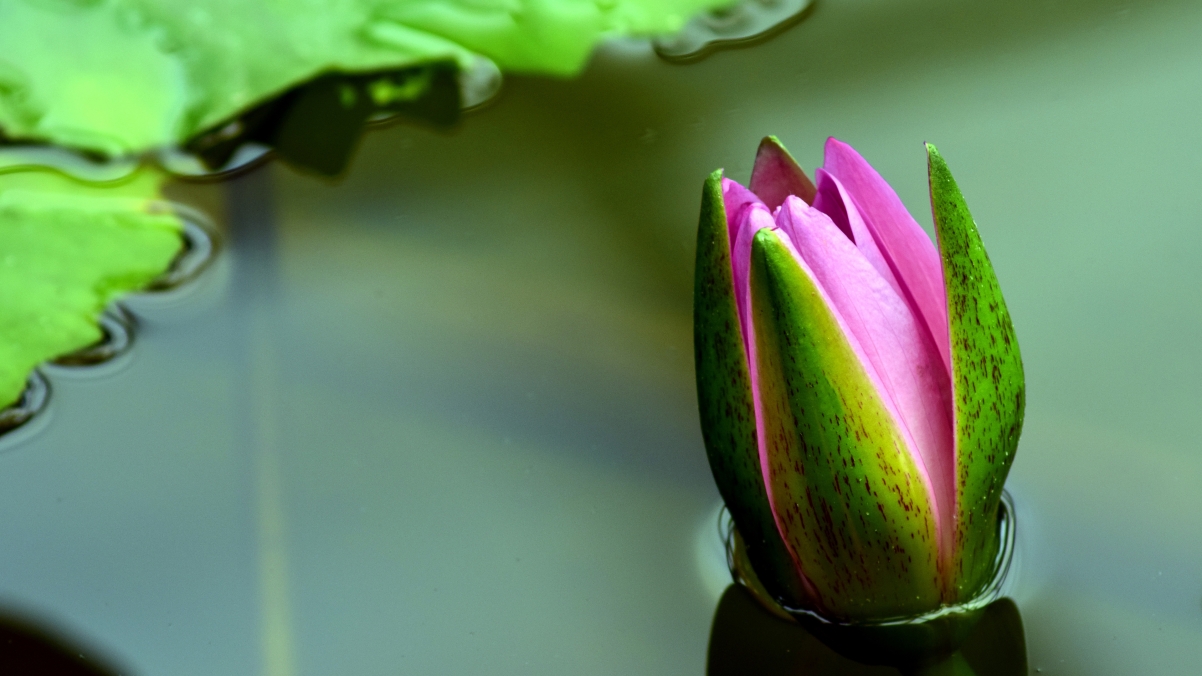 Water Lily Pond Water 4K Wallpaper