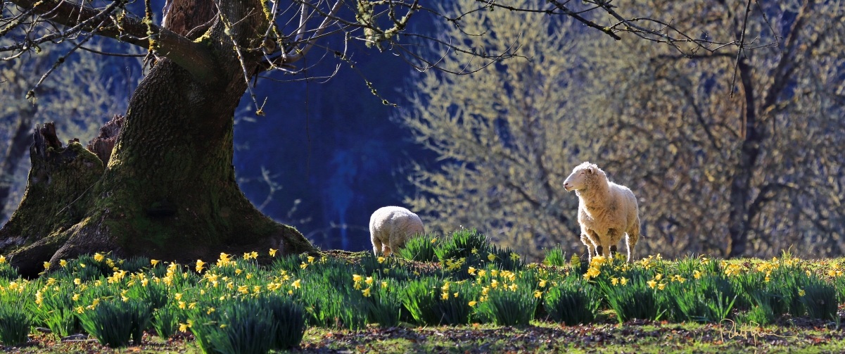 Daffodil and lamb 3440x1440 wall