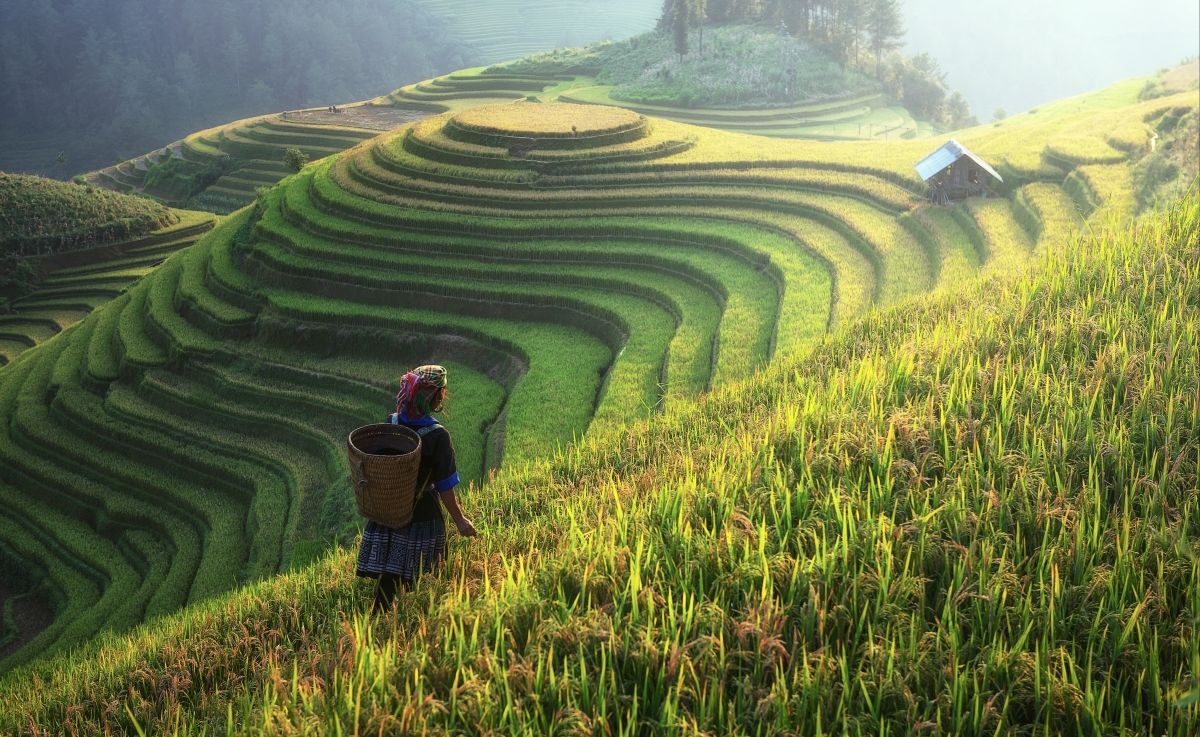 Rice field, terraced fields, natural mountain