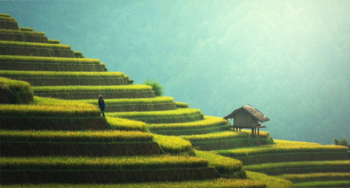 Rice field terraces 5k landscape pictures