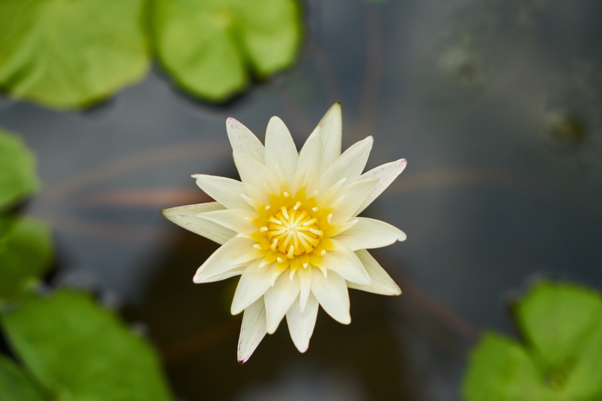 Water Lily Water Lily 4K Wallpaper