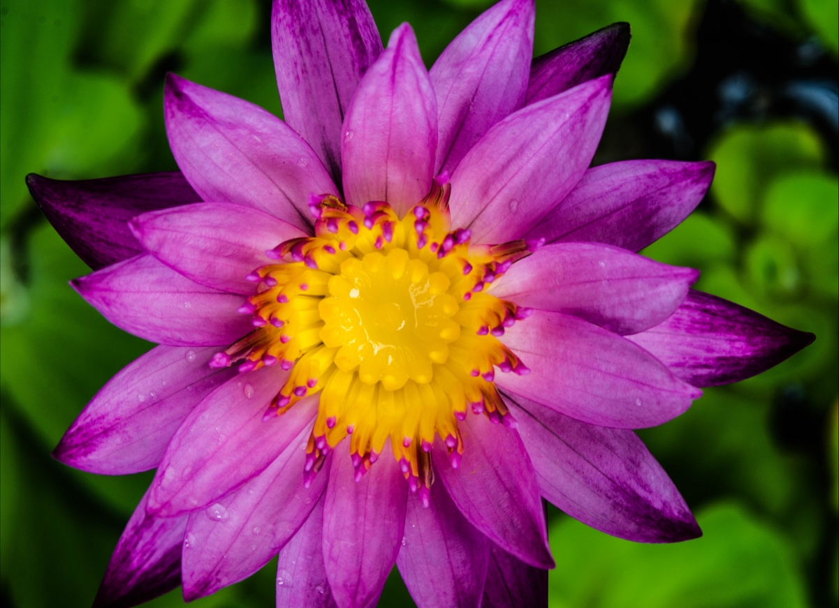 Water lily water lily purple flower zoom