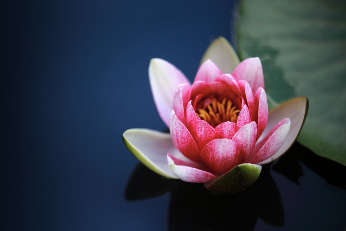 Water Lily Lotus Pond 4K Wallpaper