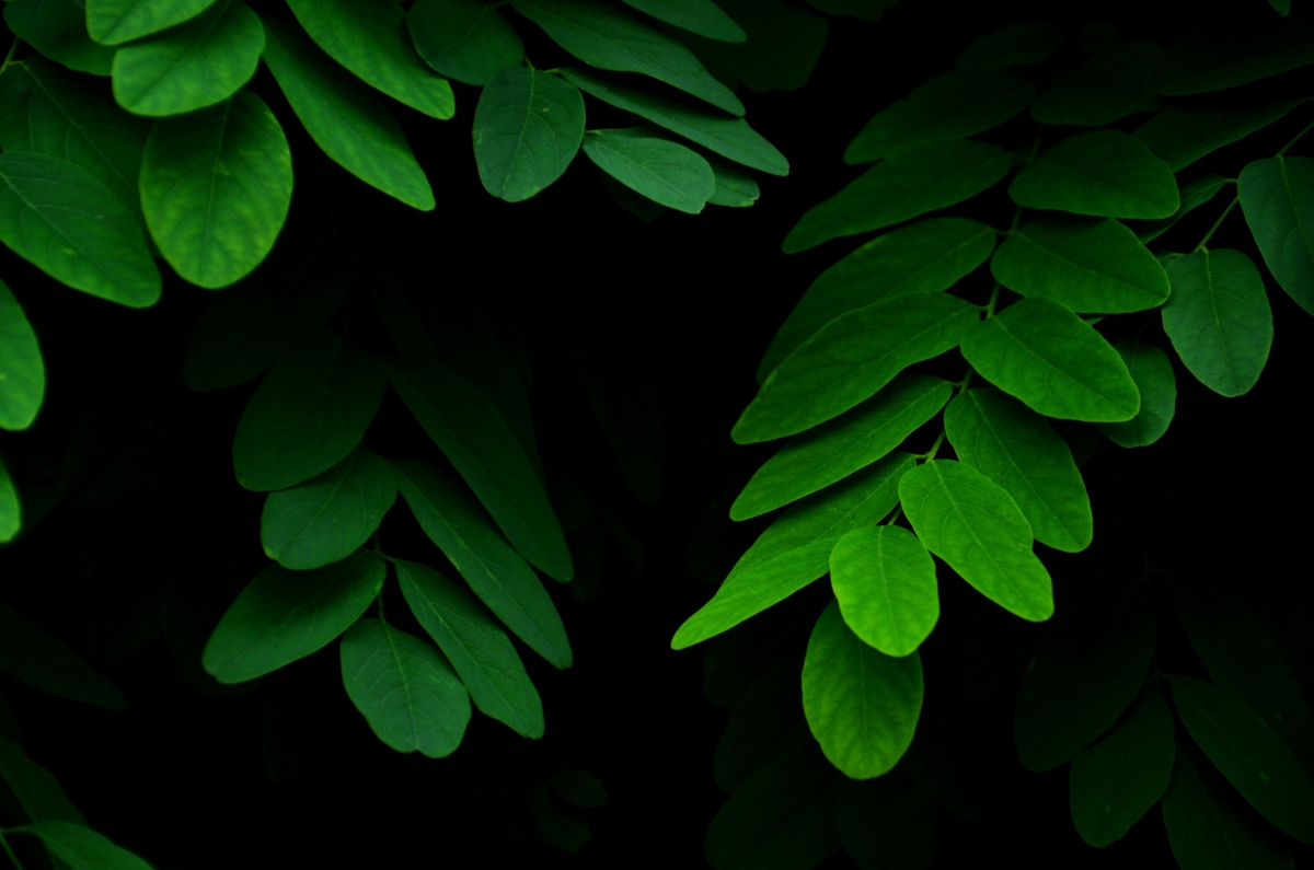 Green leaves on branches photography pictures