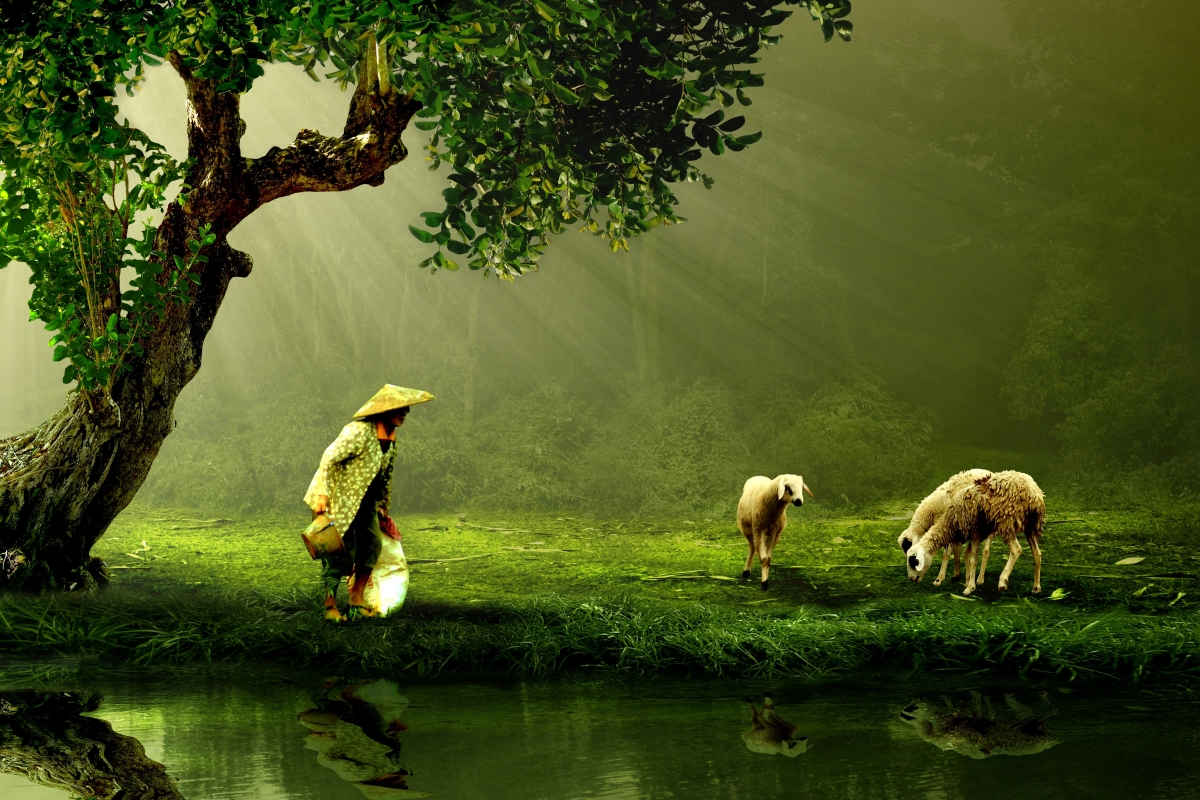 Landscape photography of sheep grazing under the tree