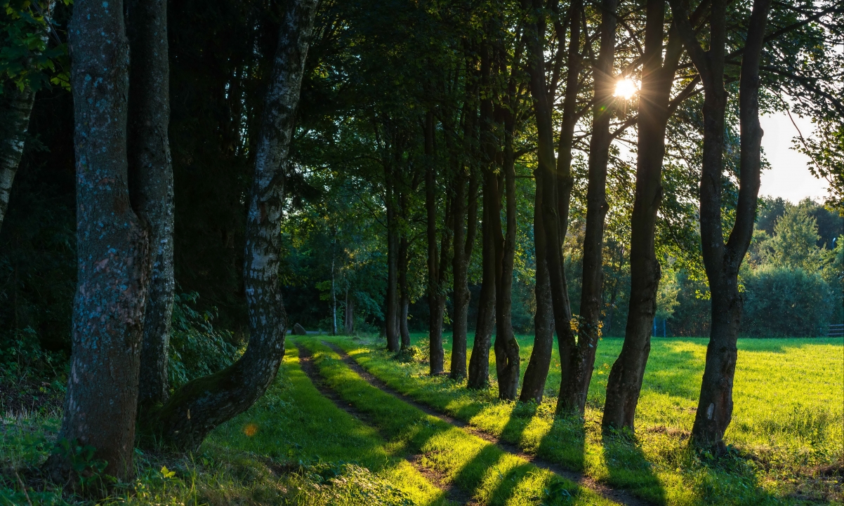 Trees field path green forest