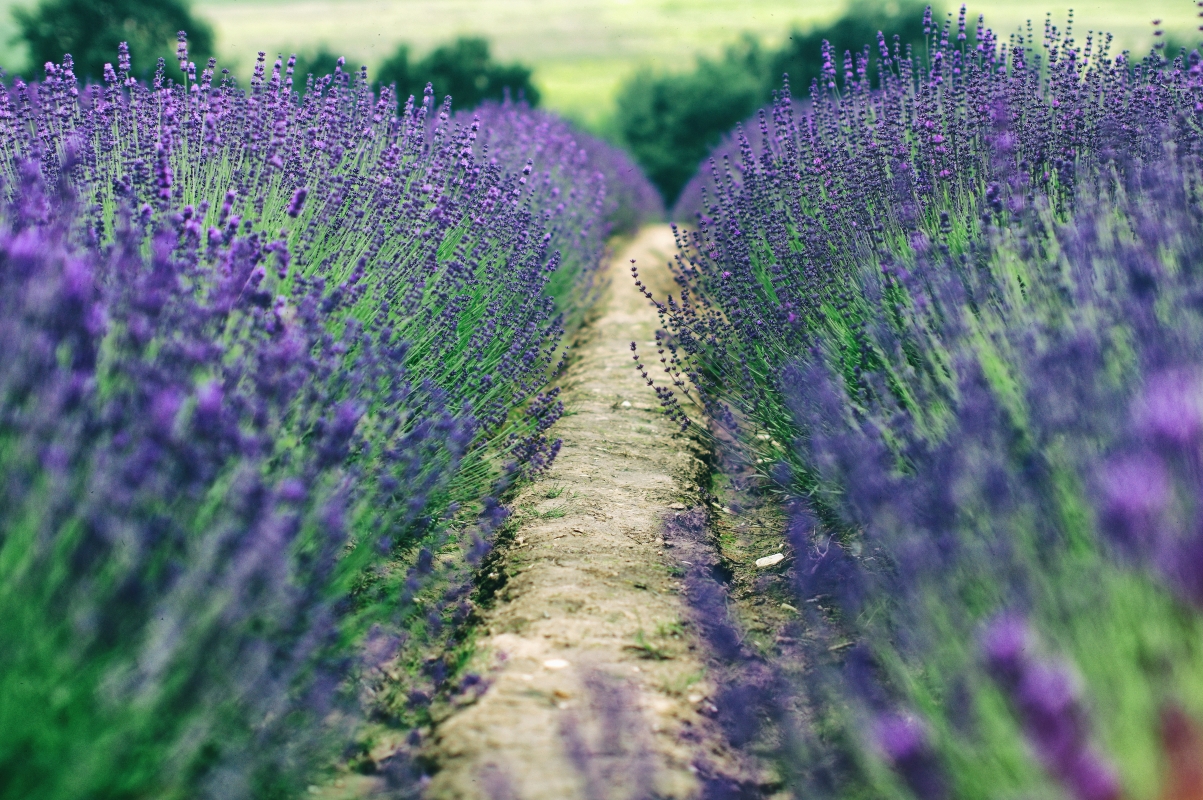 Trees road rural farm lavender