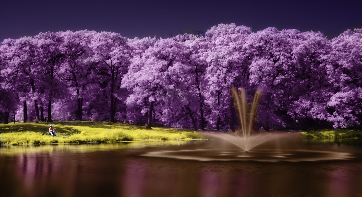 Tree lake purple scenery beautiful art