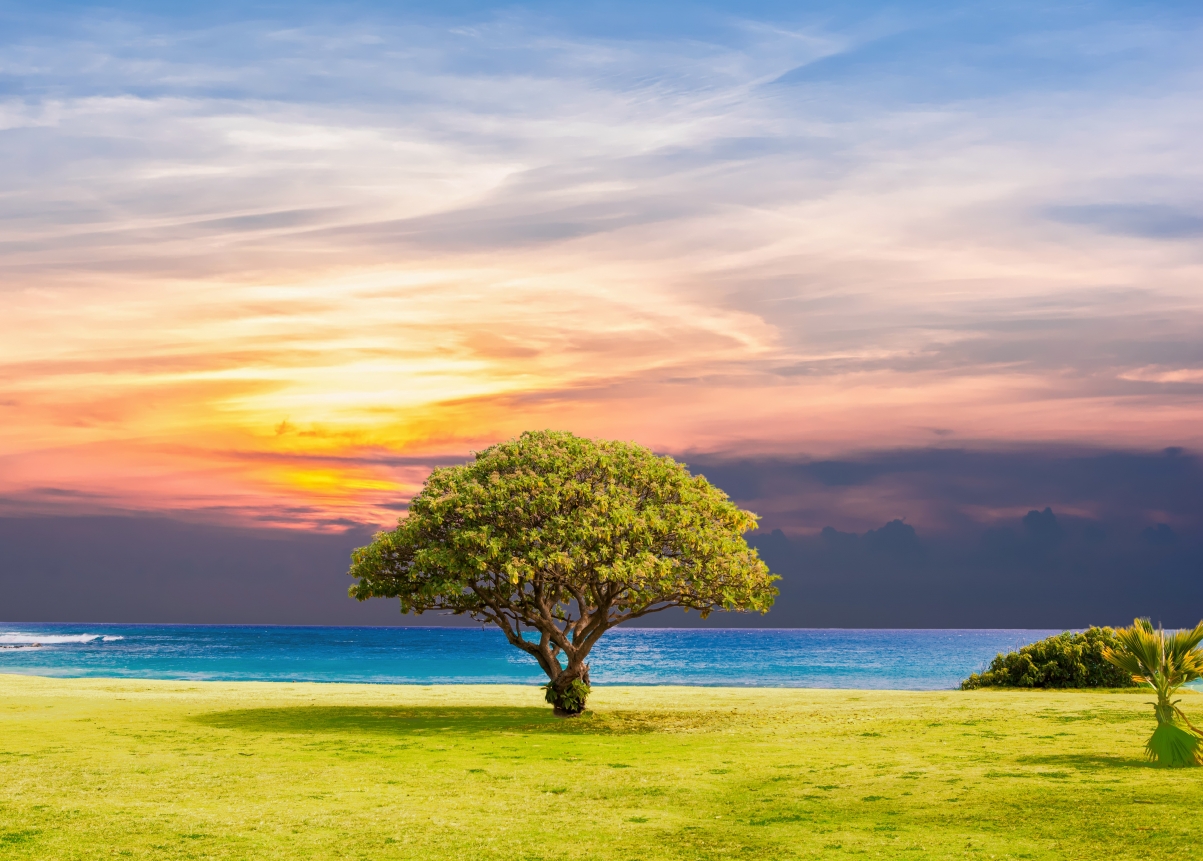 Tree sea grass nature ocean summer