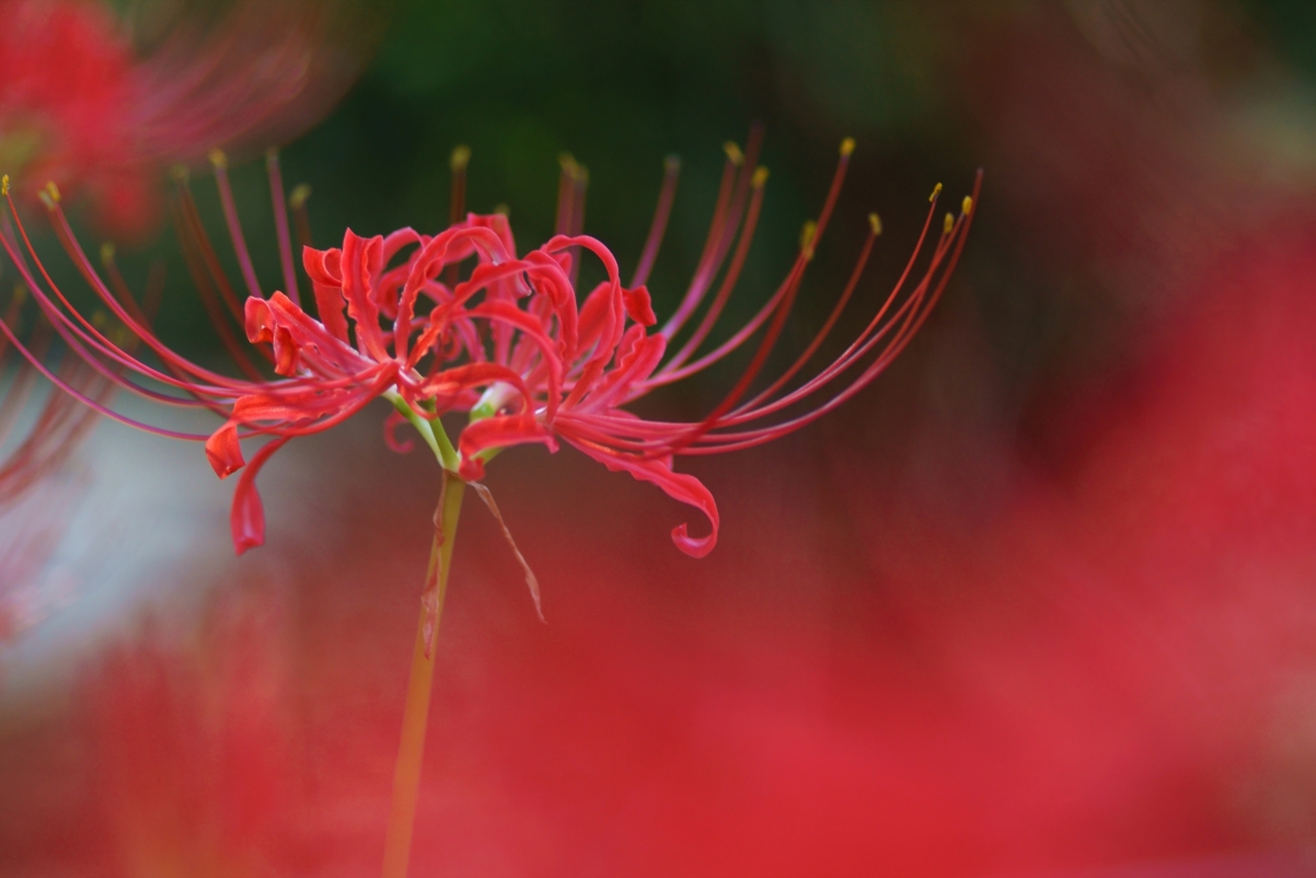 Lycoris radiata flower HD pictures