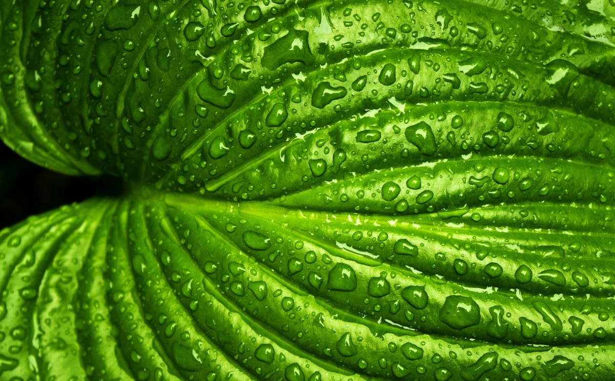 Wet Leaf Leaf Water Drop 4K HD Wall