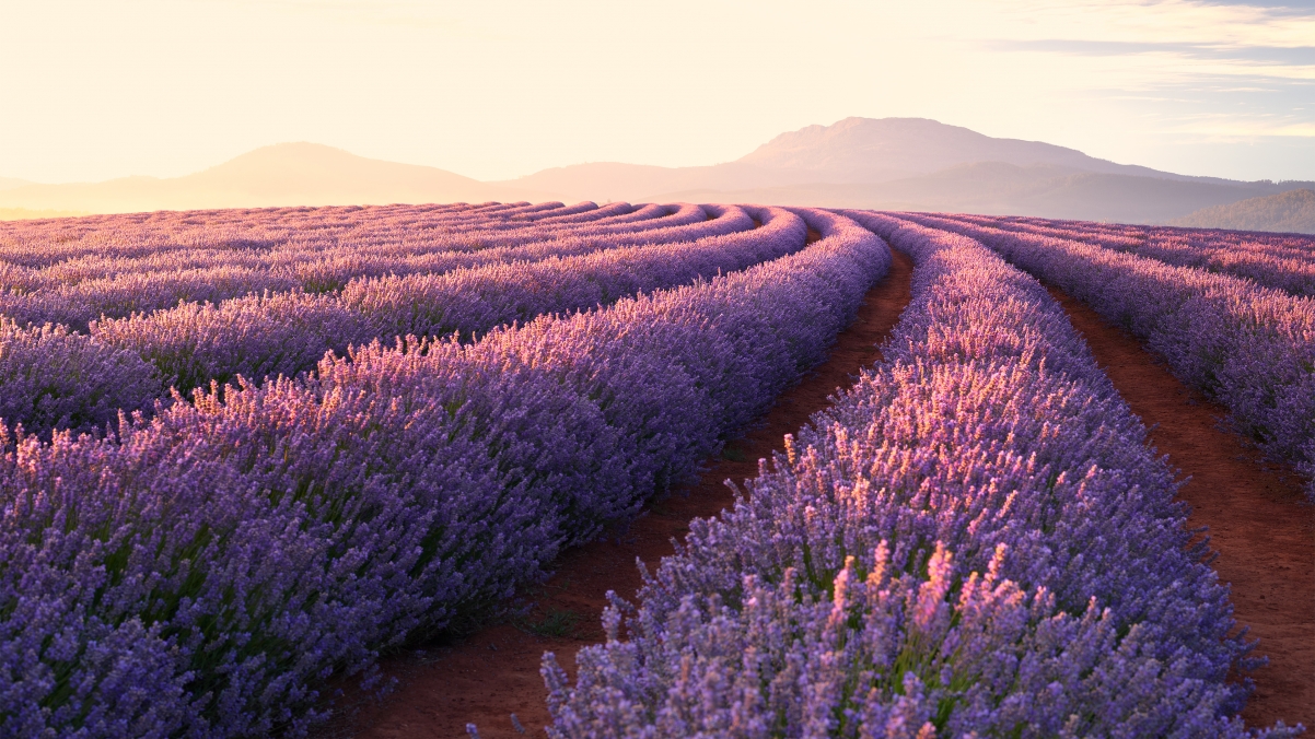 Sunrise landscape of blooming lavender