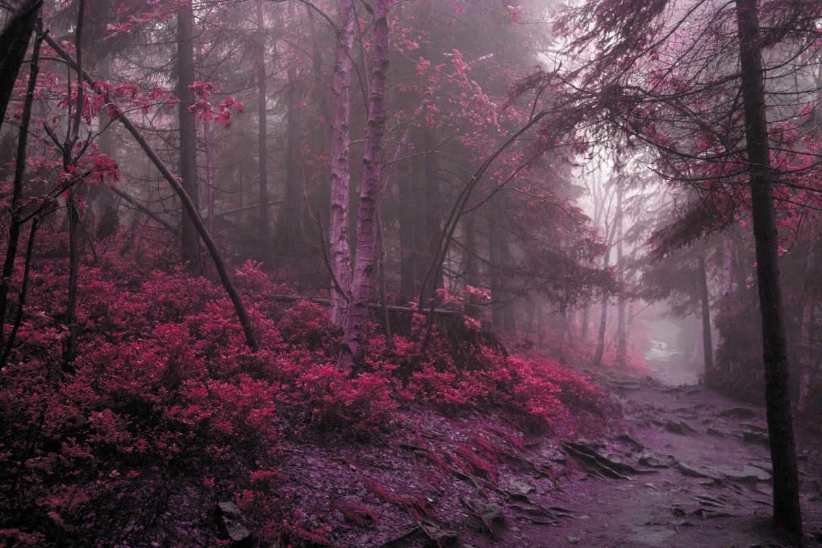 Mysterious Forest Red Leaves Landscape 4K Wallpaper