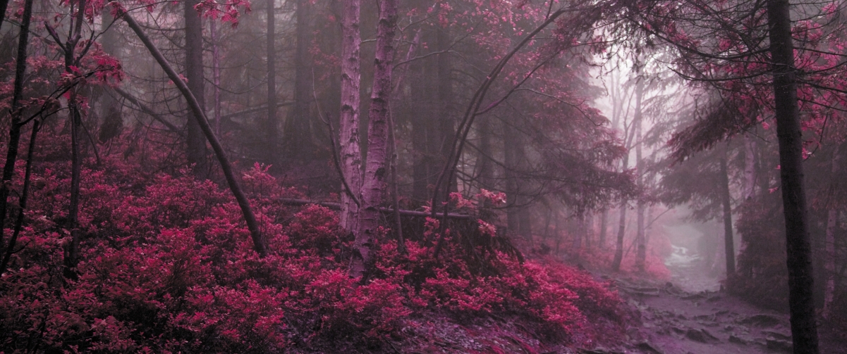 Mysterious red forest landscape 3440x1