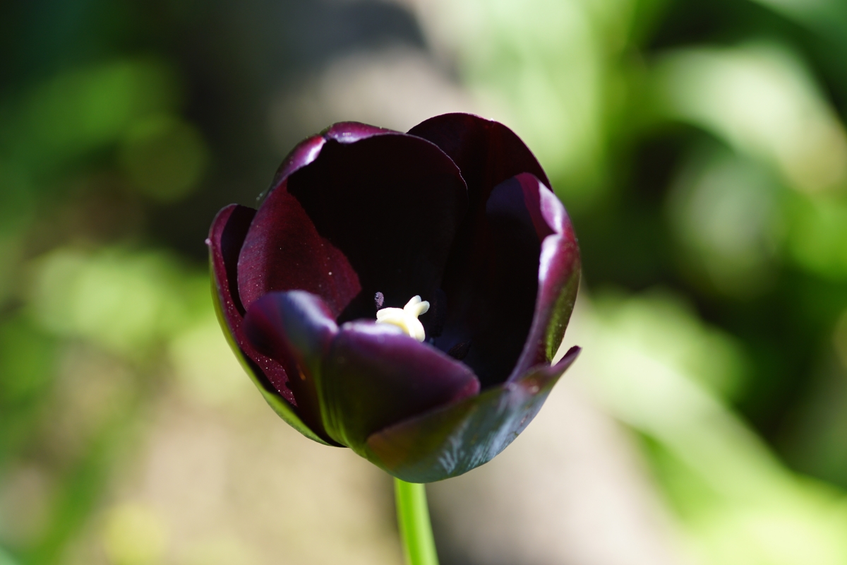 Dark purple tulip 6k picture