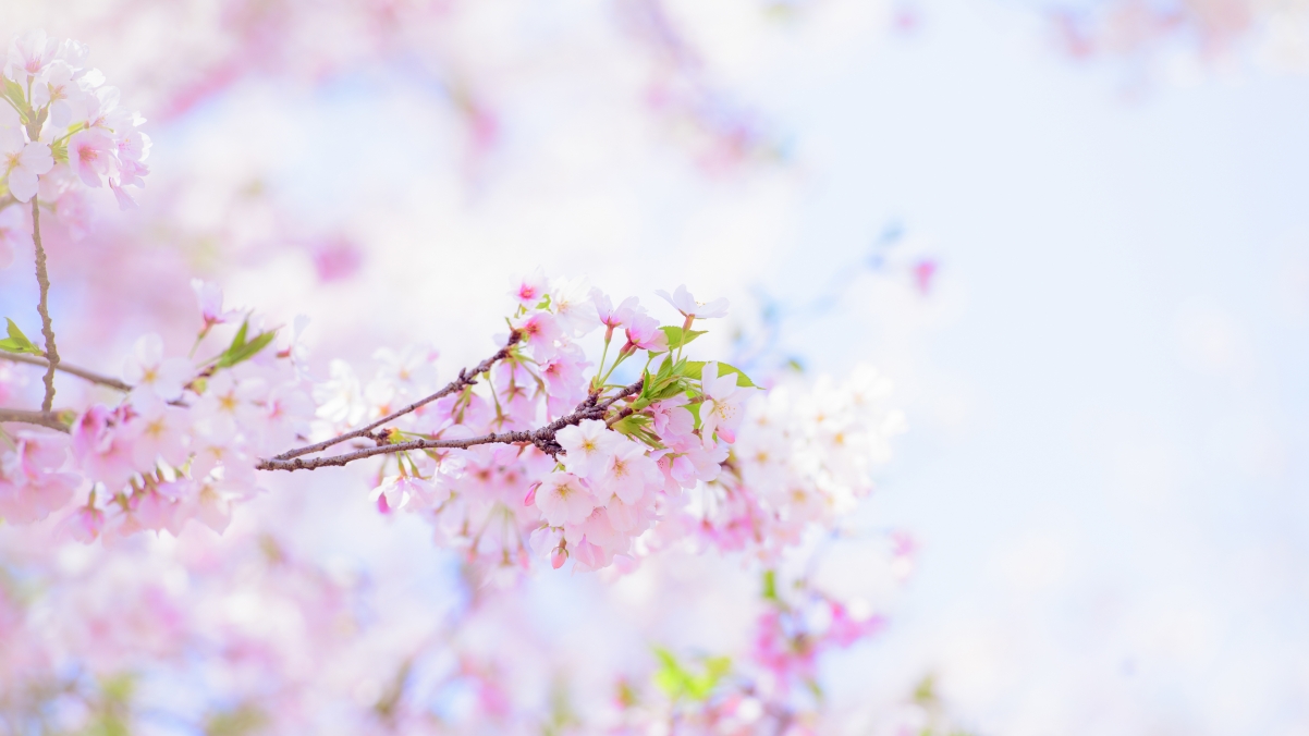 Photography @吴秋huang Sakura Ultra HD