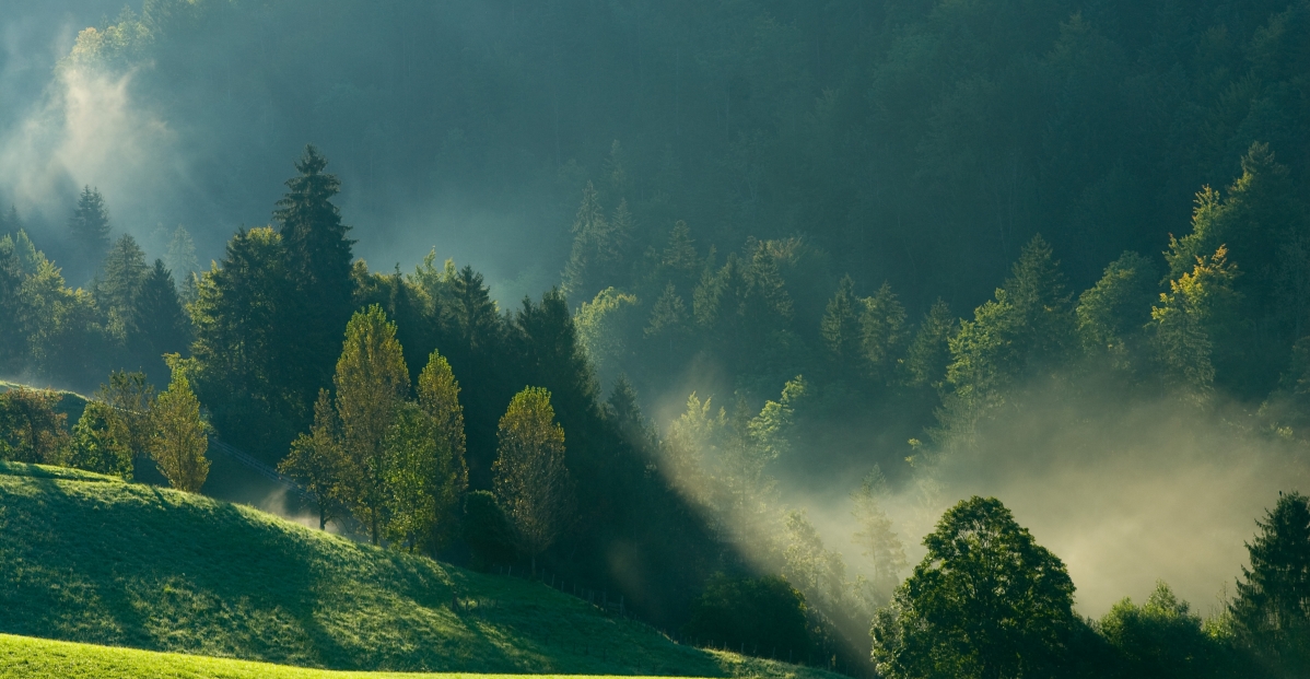 Morning, fog, mountains, forest, natural