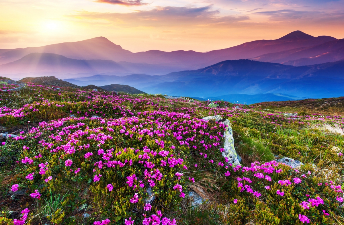 Mountain flowers sunshine landscape pictures