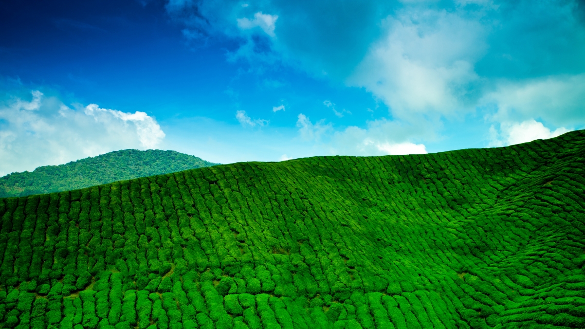 Mountain plantation tea green 4K wall
