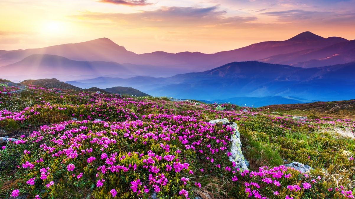 Mountain Sunshine Natural Flower Field Flowerbed